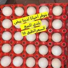 فروخ دجاج مشروك بلدي مع تركي الموقع عفيف