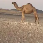 ثنيه ضروبه على جميع الشروط الموقع ظلم