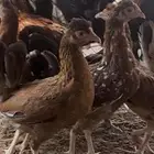 دجاج الترثه العمر 5الى 6شهور