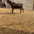 فحل محايلي ادبس فاخر