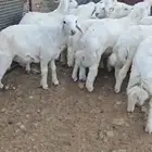 طليان