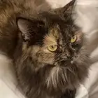 قطه هملايا عمرها سنه ونص نظيفه لعوبه ماخده كل تطعيماتها