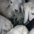 5طليان للبيع