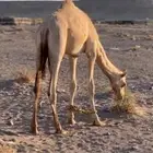 للبيع قعود