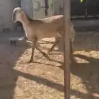 سواكن سيكليه سياكل صنف