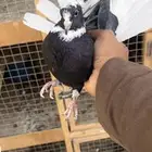 حمام قطيفي للبيع (تم البيع )