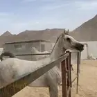 فرس شعبيه فاخره