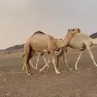 بكره شقحاء حيسونيه سنها حقه