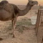 ناقة عشراء