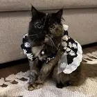 قط انثى العمر سنتين الصحه ممتازه حامل