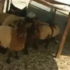 هرافي نعيم