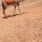 للبيع بكره مفروده باتليه