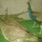 للبيع اجواز طاووس بسعر مميز