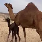 خلفه مصغر