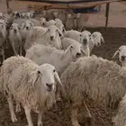 حريات حرش للبيع