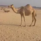 لقحه بثالثها على بعير سابق في الرمز 2في يبرين 4على السياره