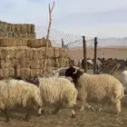 طليان جذعان نعيم