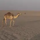مفروده طيبه