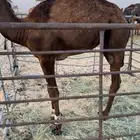 بكره للبيع