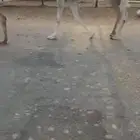 ناقه شاق لقحه