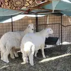 خرفان ذبايح مقفله