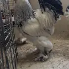 طقم كولمبي