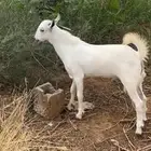 تيس مشروع فحل