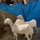 رفيديات للبيع تم البيع