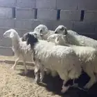 حريات رخال الخرج