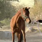 فرس للبيع