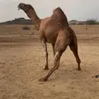 بعير ساحلي مشروط