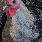 ديكه فيوم و بلدي