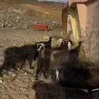 معزا تم البيع