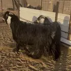 تيوس عوارض طيبه ومشروطه