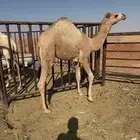 حاشي قصب كفو