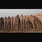حشو . قعدان حاشي مستورد ت