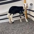 نجدي مشروع فحل ((تم البيع ))