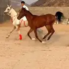 مهر للبيع ولا يجي الا الصامل مهر السعد مشروط