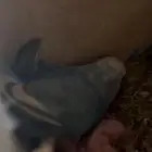 للبيع اجوز روز منتجة