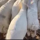 طليان تربية مرح واحد