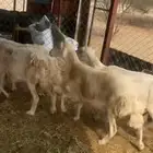 ضان حريات