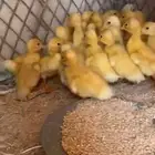 صيصان بط بكيني