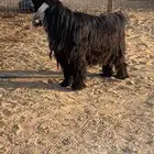 تيس عارضي سدس