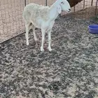 فحل حري فاخر