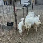 ضان