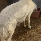طلي فحل