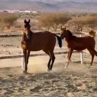 فرس شعبيه لقحه للبيع