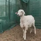 رخل حريه