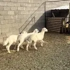 خرفان ثلاجه