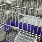 طيور زيبرا منتجين